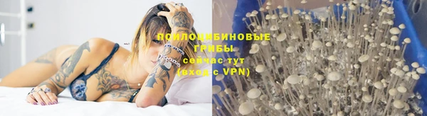 амф Новозыбков